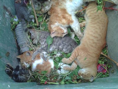 Δεκάδες γάτες αργοπέθαναν από φόλα