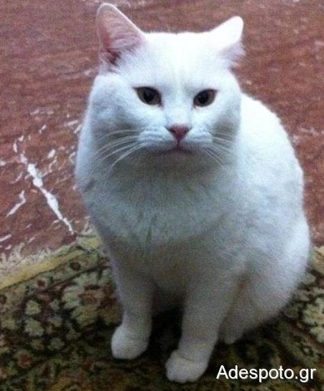 Γάτα που… άλλαξε χρώμα αναζητεί σπίτι