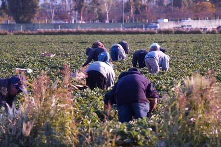 Μείωση 2% του αγροτικού εισοδήματος στην Ελλάδα