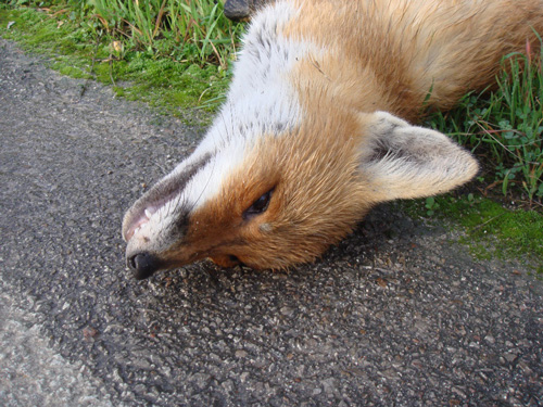 Δηλητηριασμένα δολώματα σκότωσαν αλεπούδες