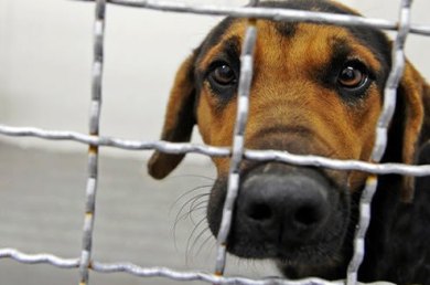Έξι μήνες φυλάκιση και πρόστιμο για κακομεταχείριση ζώων