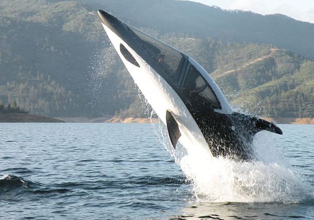 Κάντο όπως οι… φάλαινες