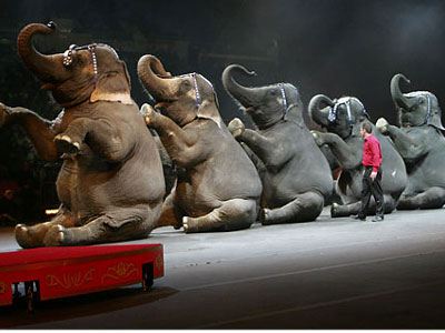 Απαγορεύονται τα άγρια ζώα στα τσίρκο του Βελγίου