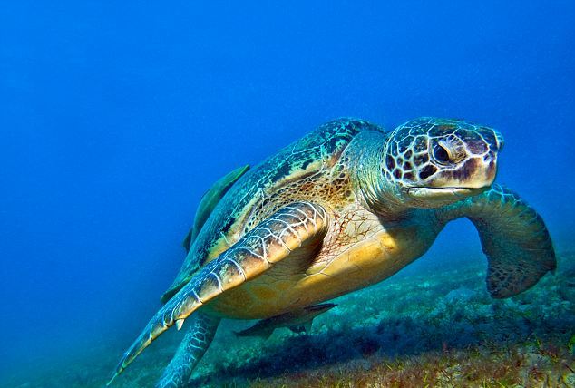 Πάνω από 470 χελώνες νεκρές στις ελληνικές θάλασσες