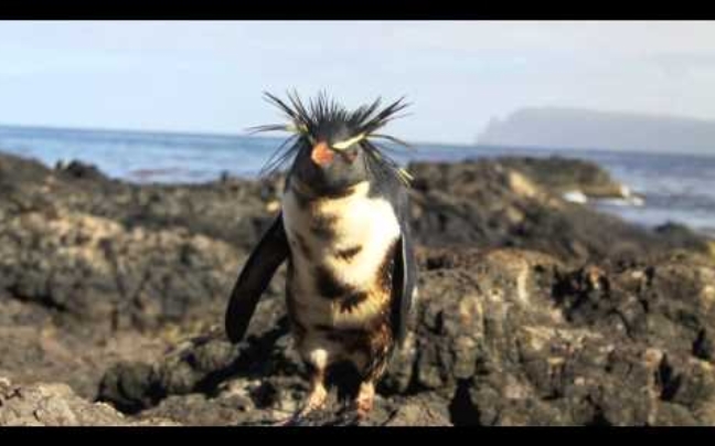 Πιγκουίνοι βουτηγμένοι στο πετρέλαιο