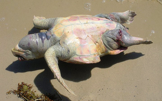 Νεκρές χελώνες στις ακτές του Μισισίπι