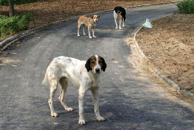 Σκότωσαν επτά σκυλιά με κυνηγετικό όπλο