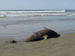 Νεκρό δελφίνι στην Πρέβεζα