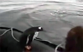 Πιγκουίνος σε κίνδυνο