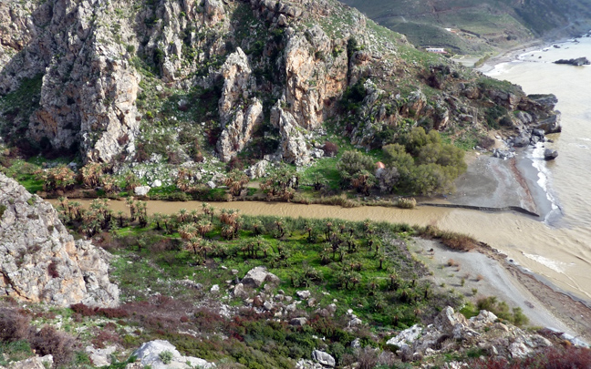 Το φοινικόδασος του Πρέβελη αναγεννήθηκε