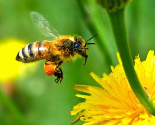 Το 80% της άγριας βλάστησης δε θα υπήρχε χωρίς τη μέλισσα