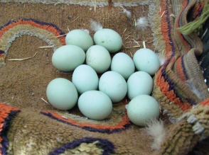 Η κότα γέννησε&#8230; πράσινα αυγά!