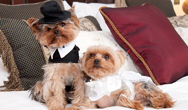 Σκυλίτσα-νύφη με κρύσταλλα Swarovski!