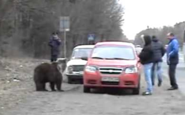 Μία αρκούδα στη λεωφόρο