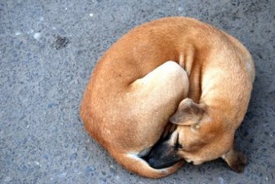 Σε εστιατόρια του Βιετνάμ θα κατέληγαν 750 σκυλιά