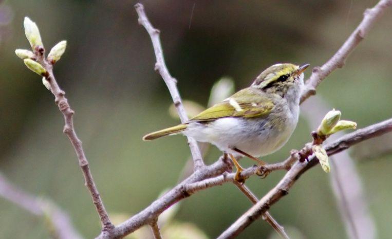 Νέο είδος πουλιού για την Ελλάδα ανακαλύφθηκε στην… Καισαριανή!