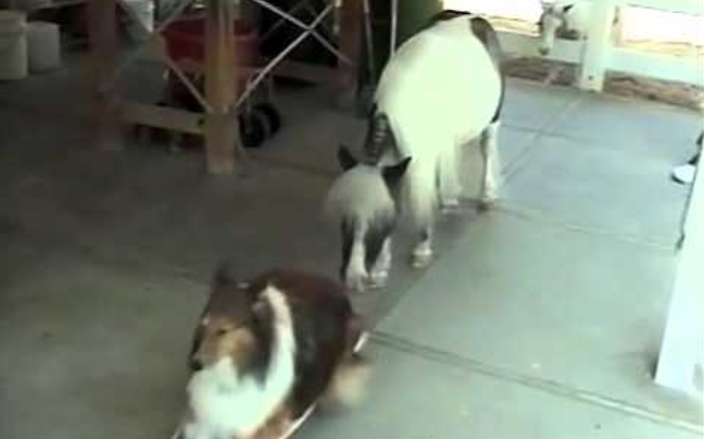 Άλογο μαθαίνει σε σκύλο skateboard