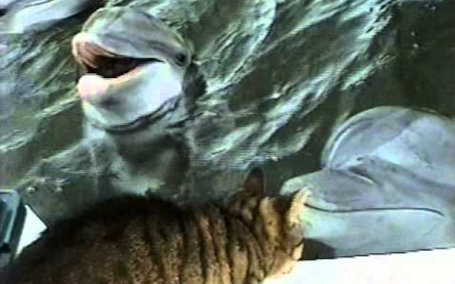 Το παιχνίδι της γάτας με το δελφίνι
