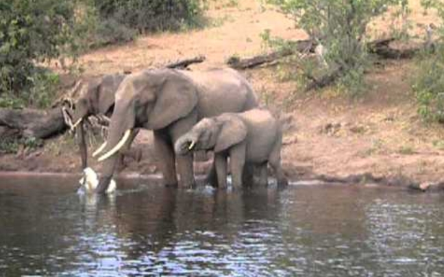 Ο στρατός σώζει τους ελέφαντες στο Καμερούν