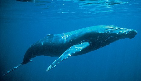 Οι μεγάπτερες φάλαινες έχουν τα δικά τους&#8230; «σουξέ»!