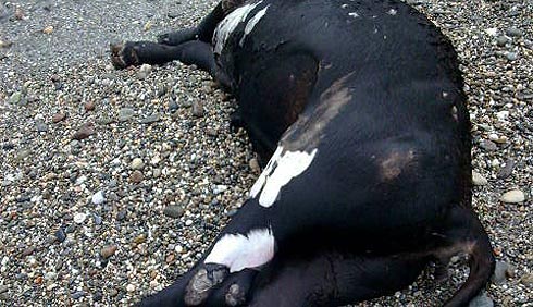 Ξεβράστηκαν νεκρές αγελάδες στο Ρέθυμνο