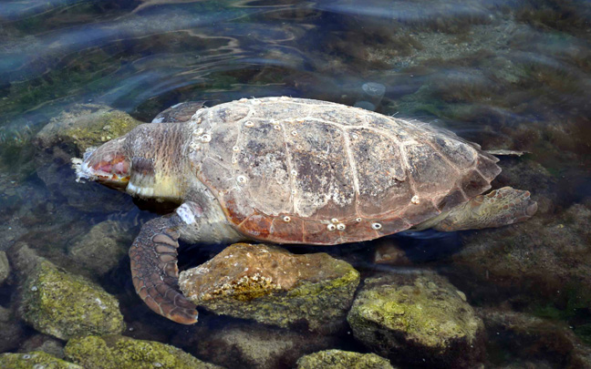 Εντοπίστηκαν νεκρές θαλάσσιες χελώνες και κήτη