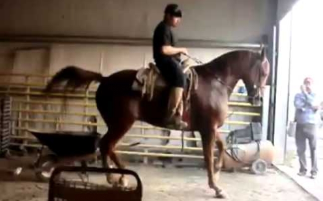 Dancing with the… horse