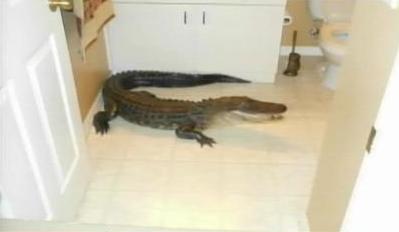 Βρήκε έναν αλιγάτορα στο μπάνιο της