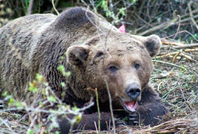 Ραδιοπαρακολούθηση αρκούδων από τον Αρκτούρο
