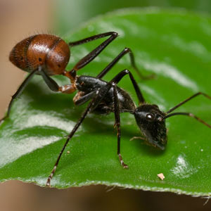 Τα μυρμήγκια «μυρίζονται» τους εχθρούς τους