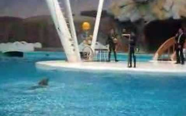 Δελφίνι… μπασκετμπολίστας