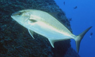 Περιορισμούς στην ερασιτεχνική αλιεία βάζει η Μαγνησία
