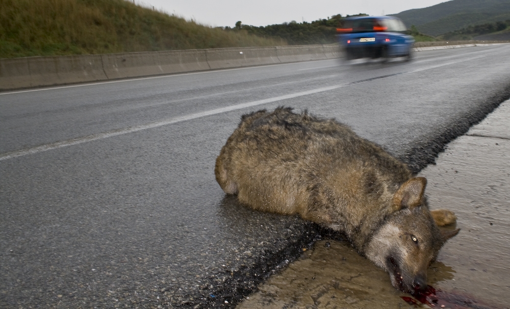 Σκοτώνονται άγρια ζώα, κινδυνεύουν οι οδηγοί