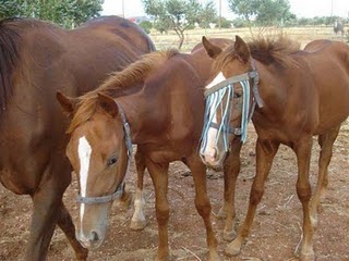 Έκλεψαν 9 άλογα από περιοχή της Κοζάνης