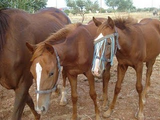 Ζητούνται εθελοντές για φροντίδα αλόγων