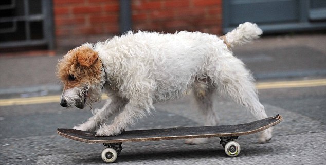 Πρόστιμο σε σκύλο… skateboarder