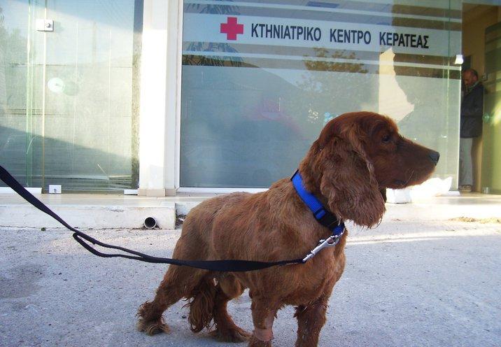 Πυροβόλησαν κόκερ στο μάτι