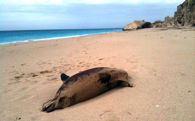 Νεκρό δελφίνι ξεβράστηκε σε παραλία της Μαγνησίας