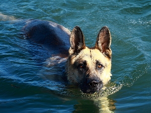 Μαθήματα κολύμβησης για σκύλους!