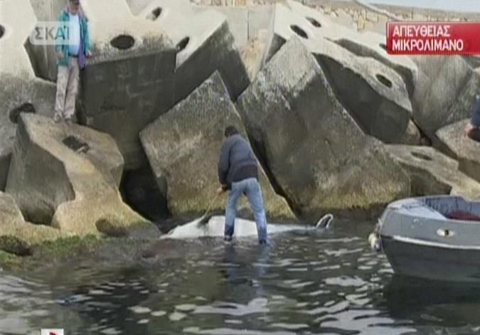 Νεκρό δελφίνι στο Μικρολίμανο