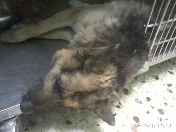Τον βρήκαν χτυπημένο αλλά ζωντανό και τον πέταξαν στην άκρη του δρόμου