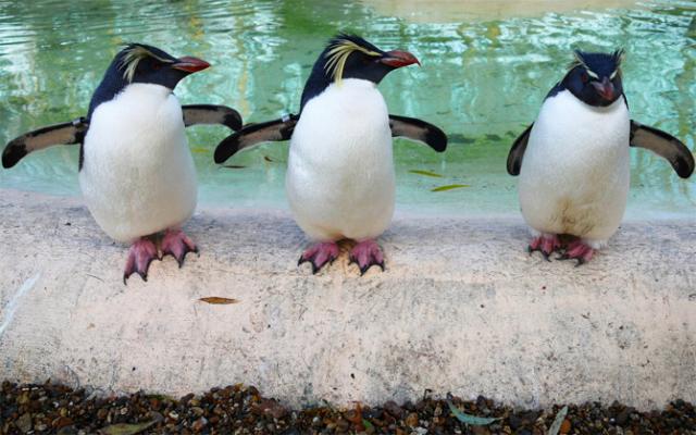 Πιγκουίνοι τα πιο&#8230; αφασία ζώα