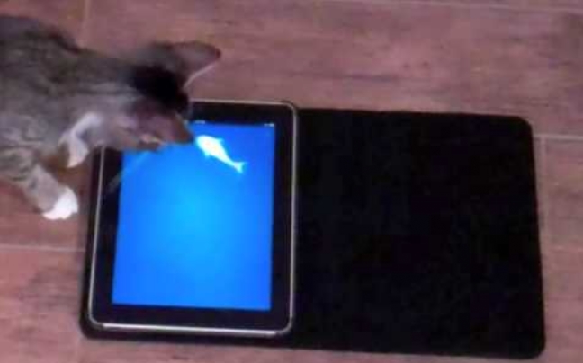 Παιχνίδι για hight-tech γάτες