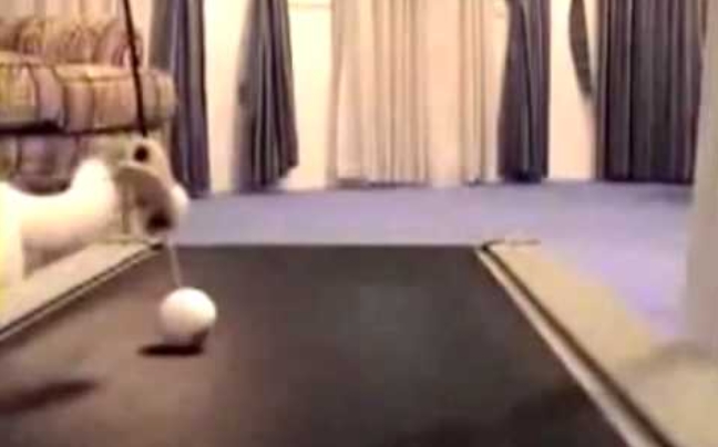 Πώς να ψήσεις την γάτα να κάνει γυμναστική