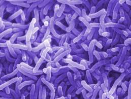 Επτά κρούσματα μόλυνσης στη Βρετανία από το E.coli