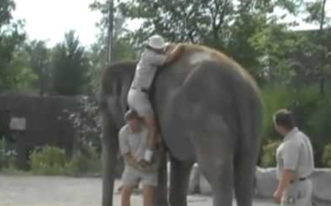 Πώς να καβαλήσετε ένα ελέφαντα