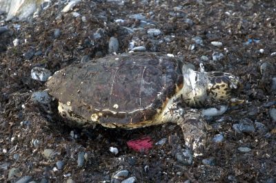 Βρέθηκε νεκρή χελώνα στη Ζάκυνθο