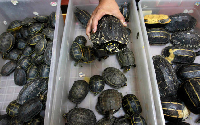 Κινέζοι έτρωγαν χελώνες στη Ζιμπάμπουε
