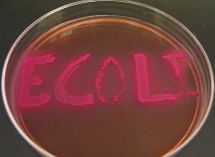 Σε «συναγερμό» Ολλανδία και Βρετανία για το E.coli