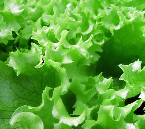 Ανάκληση πράσινης σαλάτας λόγω βακτηρίου Listeria